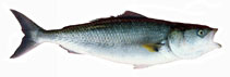 To FishBase images (<i>Arripis truttacea</i>, Australia, by Good, P.)