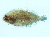 To FishBase images (<i>Arnoglossus waitei</i>, Australia, by CSIRO)
