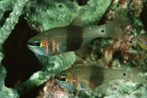 To FishBase images (<i>Archamia zosterophora</i>, Indonesia, by Randall, J.E.)