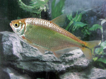 To FishBase images (<i>Astyanax aeneus</i>, Costa Rica, by Molina, A.)