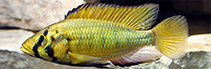 Image of Astatoreochromis alluaudi (Alluaud\