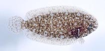 To FishBase images (<i>Aseraggodes cheni</i>, Japan, by Senou, H.)