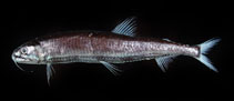 To FishBase images (<i>Astronesthes chrysophekadion</i>, Chinese Taipei, by The Fish Database of Taiwan)