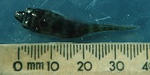 To FishBase images (<i>Aspasmogaster costata</i>, Australia, by Griffiths, S.)