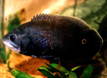 To FishBase images (<i>Astronotus crassipinnis</i>, Argentina, by Font, F./Gavin-Häuser, F.G.)