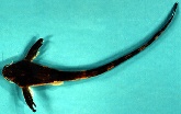 To FishBase images (<i>Aspredinichthys filamentosus</i>, by Friel, J.P.)