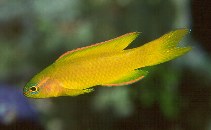 Image of Assessor flavissimus (Yellow devilfish)
