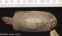 To FishBase images (<i>Aseraggodes guttulatus</i>, Reunion I., by MNHN)