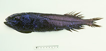 To FishBase images (<i>Asquamiceps hjorti</i>, Australia, by Graham, K.)