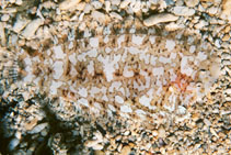 To FishBase images (<i>Aseraggodes holcomi</i>, Hawaii, by Stender, K.)