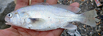To FishBase images (<i>Aspericorvina jubata</i>, Malaysia, by Chao, N.L.)