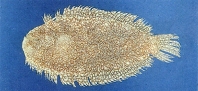 Image of Aseraggodes kaianus 