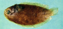 To FishBase images (<i>Aseraggodes kobensis</i>, Chinese Taipei, by The Fish Database of Taiwan)