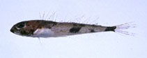 To FishBase images (<i>Astrocottus leprops</i>, Japan, by Suzuki, T.)