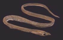 To FishBase images (<i>Asarcenchelys longimanus</i>, Brazil, by Equipe TAMAR / Carvalho Filho et al)