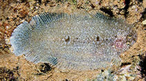 To FishBase images (<i>Aseraggodes macronasus</i>, Egypt, by Bogorodsky, S.V.)