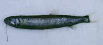 To FishBase images (<i>Astronesthes martensii</i>, by Gloerfelt-Tarp, T.)