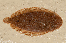 To FishBase images (<i>Aseraggodes melanostictus</i>, Australia, by Dowling, C.)