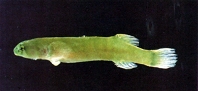 To FishBase images (<i>Aspasma minima</i>, Chinese Taipei, by Shao, K.T.)