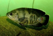 To FishBase images (<i>Astronotus ocellatus</i>, by Schüür, G.)