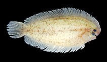 To FishBase images (<i>Aseraggodes orientalis</i>, Japan, by O'Hara, L.)
