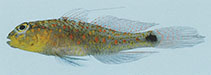 To FishBase images (<i>Asterropteryx ovata</i>, Palau, by Winterbottom, R.)