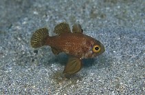 To FishBase images (<i>Astrapogon puncticulatus</i>, St Vincent Gren., by Schulke, J.)