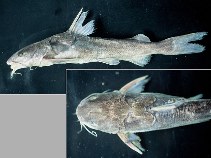 To FishBase images (<i>Aspistor quadriscutis</i>, Brazil, by Carvalho Filho, A.)
