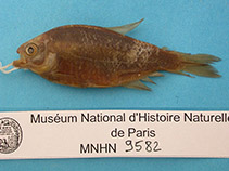 To FishBase images (<i>Astyanax rivularis</i>, Brazil, by MNHN)