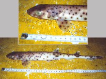 To FishBase images (<i>Asymbolus rubiginosus</i>, Australia, by Kyne, P.M.)