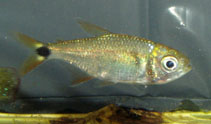 To FishBase images (<i>Astyanax ruberrimus</i>, Panama, by Brown, C.)