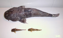To FishBase images (<i>Astroblepus sabalo</i>, Peru, by Galtier Delbosc, M.)
