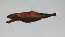 To FishBase images (<i>Astronesthes similis</i>, by NOAA\NMFS\Mississippi Laboratory)