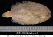 To FishBase images (<i>Aseraggodes sinusarabici</i>, Egypt, by MNHN)