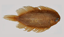 To FishBase images (<i>Aseraggodes steinitzi</i>, Eritrea, by Bineesh, K K)