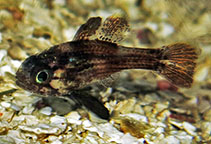 To FishBase images (<i>Astrapogon stellatus</i>, by Charteris, M.)