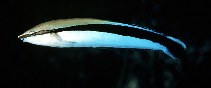 To FishBase images (<i>Aspidontus taeniatus taeniatus</i>, Philippines, by Randall, J.E.)