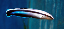 Image of Aspidontus taeniatus (False cleanerfish)