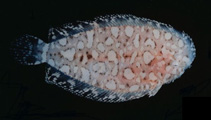 To FishBase images (<i>Aseraggodes xenicus</i>, Thailand, by Randall, J.E.)