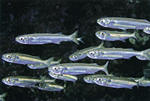 To FishBase images (<i>Atherinomorus aetholepis</i>, Indonesia, by Allen, G.R.)