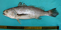 To FishBase images (<i>Atrobucca alcocki</i>, Pakistan, by Osmany, H.B.)