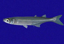 To FishBase images (<i>Atherinella argentea</i>, Panama, by Robertson, R.)