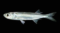 To FishBase images (<i>Atherinomorus duodecimalis</i>, Thailand, by Ratmuangkhwang, S.)