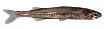To FishBase images (<i>Atherinosoma elongata</i>, Australia, by Good, P.)