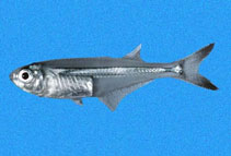 Image of Atherinella eriarcha (Longfin silverside)