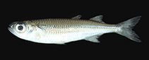 To FishBase images (<i>Atherinomorus forskalii</i>, Lebanon, by Bariche, M.)