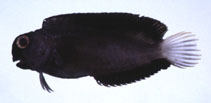 To FishBase images (<i>Atrosalarias fuscus holomelas</i>, Japan, by Suzuki, T.)