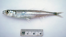 To FishBase images (<i>Atherinason hepsetoides</i>, Australia, by Graham, K.)