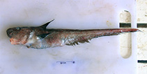To FishBase images (<i>Ateleopus indicus</i>, India, by Viji, V.)