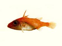 To FishBase images (<i>Atrophacanthus japonicus</i>, by CSIRO)